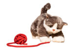 Billy die Katze: Kuscheltier, Handpuppe und Wärmespender für Geborgenheit – Bild 13