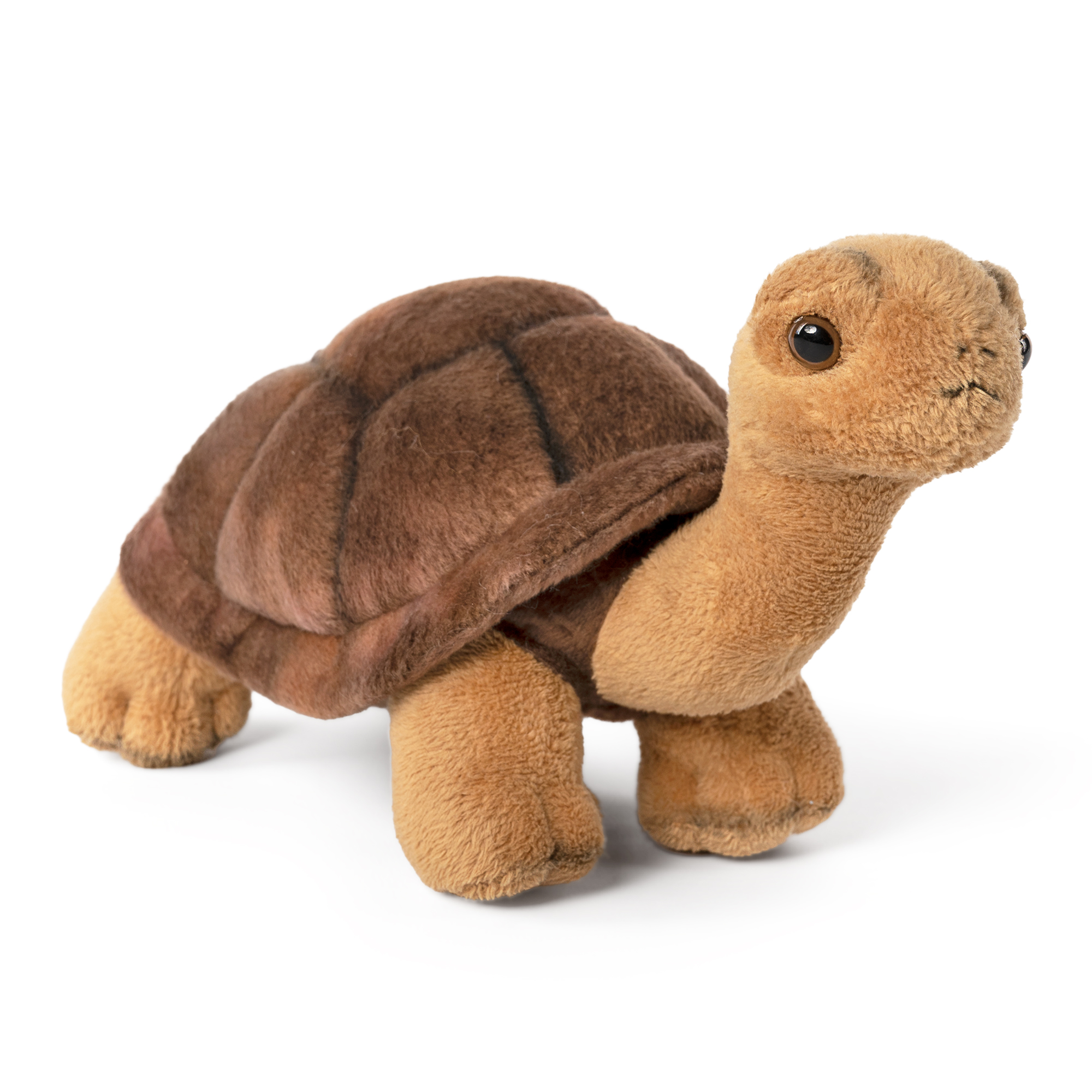 Living Nature Schildkröte: Naturerfahrung und Rollenspiel im Kita-Alltag